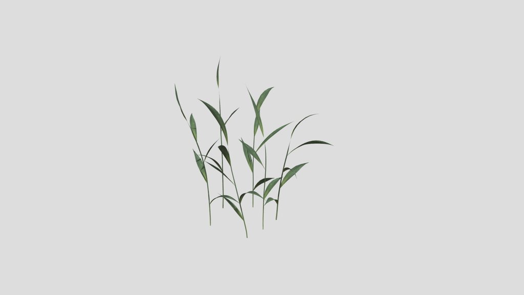 Wild Grass Patch