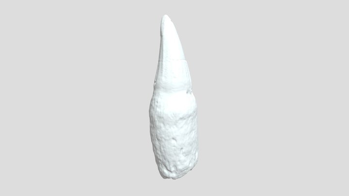 Mosasaur Tooth DSM #10716 3D Model