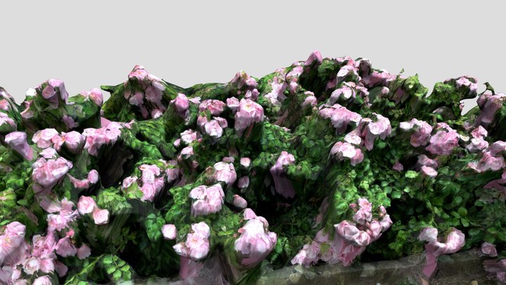 Flowers from Berlin park 3D Model