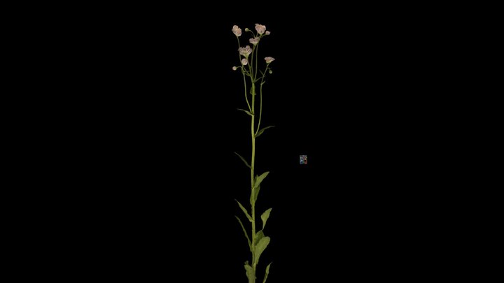 CC0 ハルジオン Philadelphia Fleabane