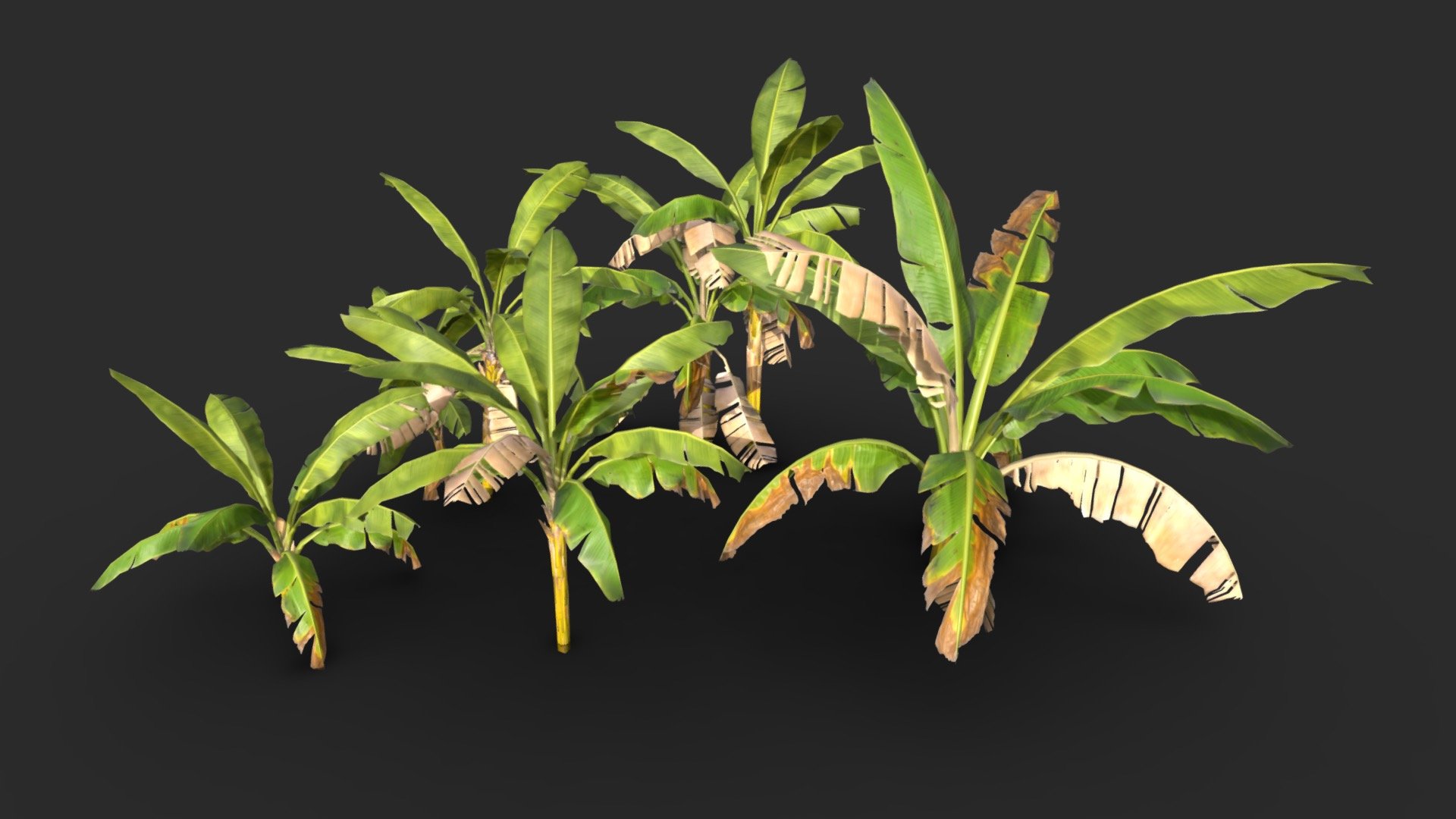 Banana Tree Asset 01 - Buy Royalty Free 3D model by KangaroOz 3D ...