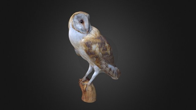 Common Barn Owl 3D Model