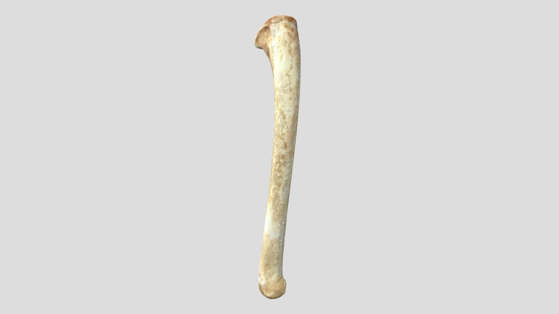 Turkey Ulna Left (VCU_3D_4071) - Download Free 3D model by Virtual ...