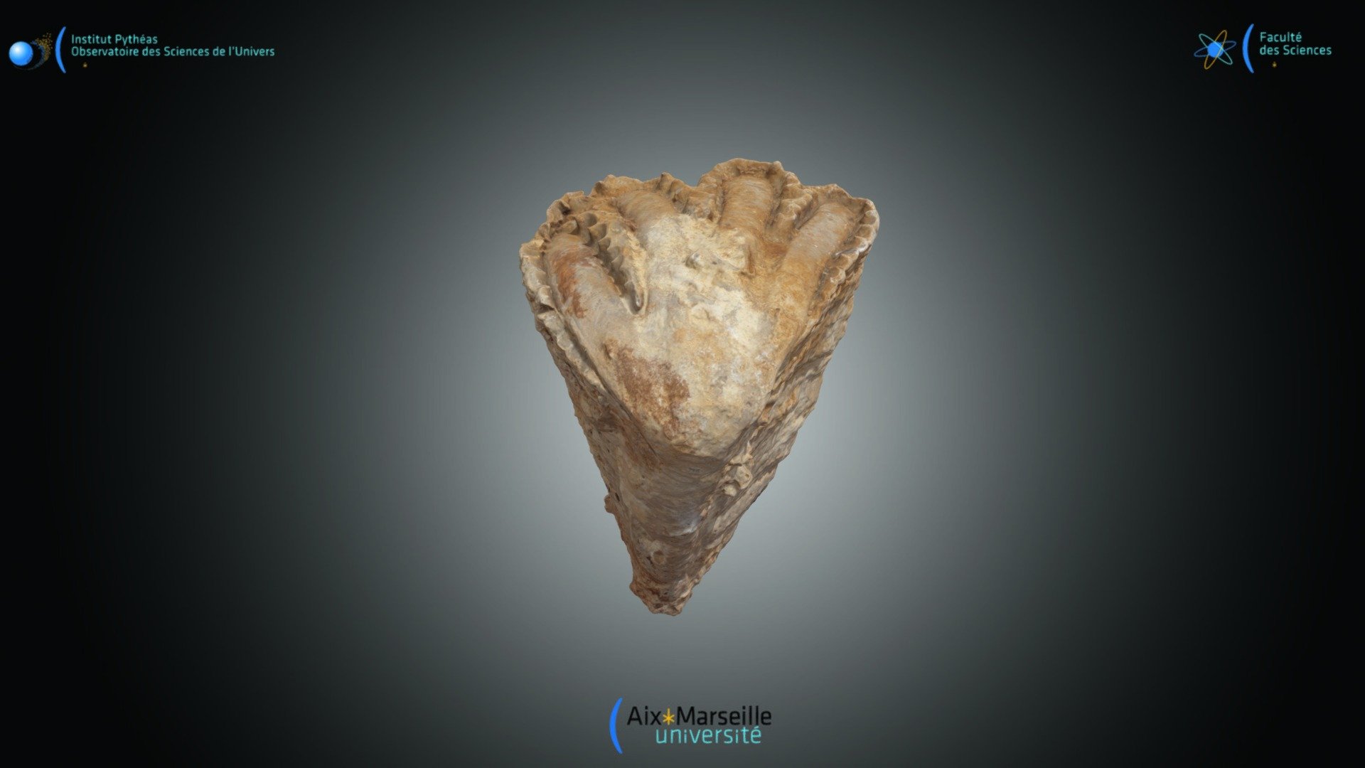 Bivalve - Torreites sp.