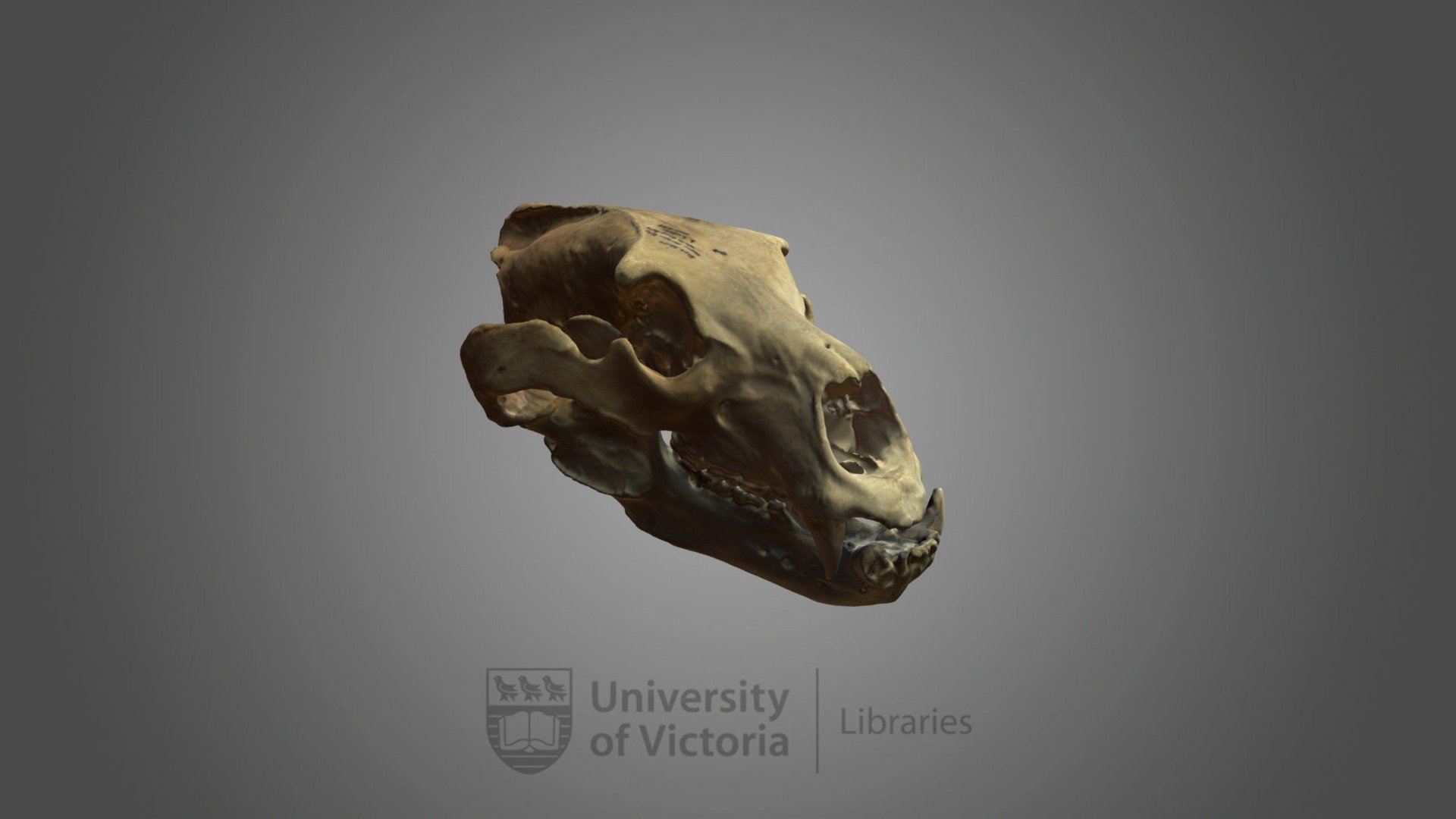 Grizzly Bear skull, specimen #15
