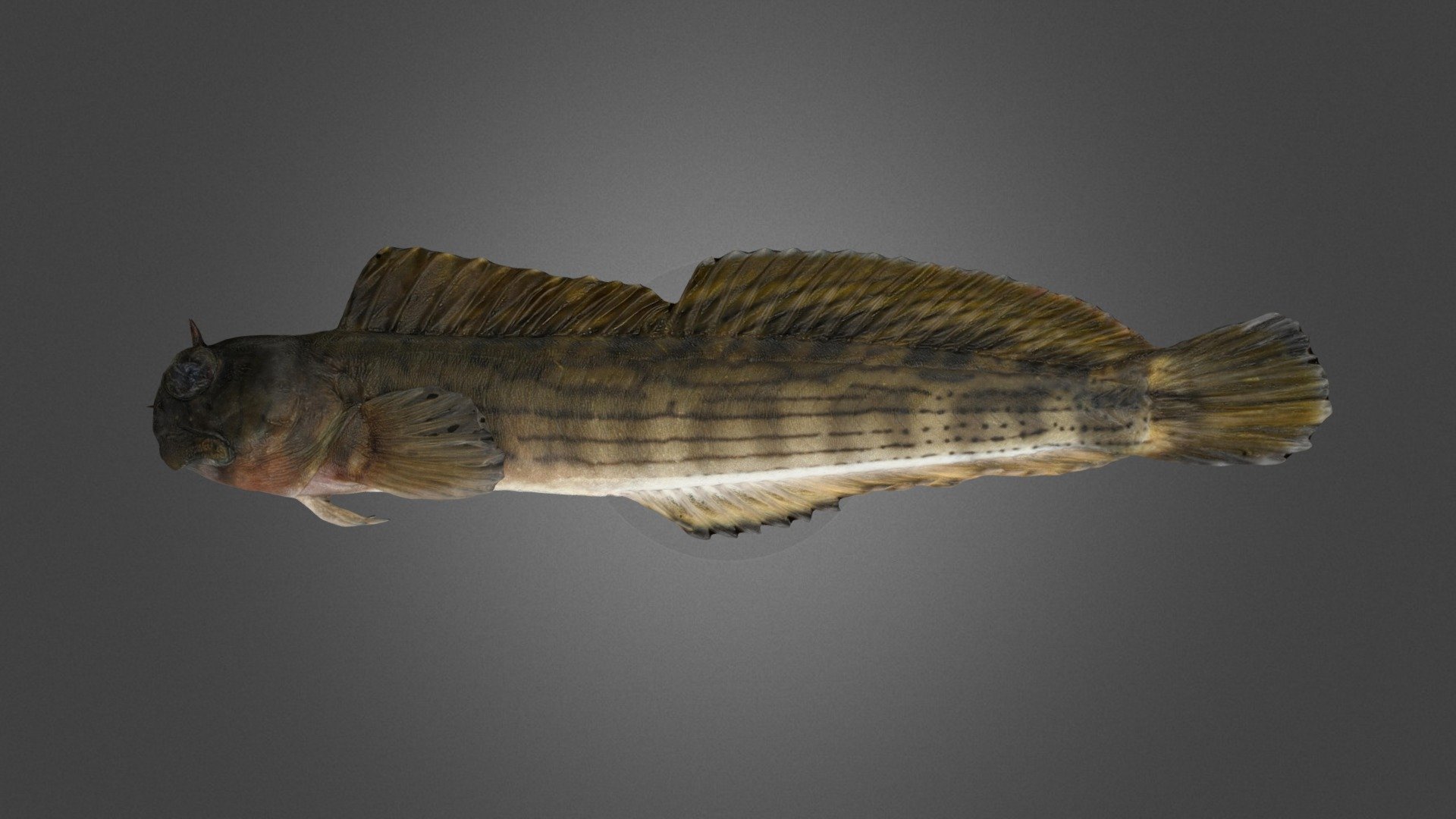 センカエルウオ Lined Rockskipper, Istiblennius lineatus