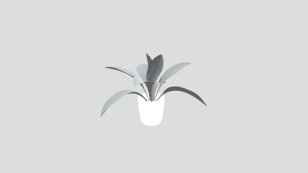 Haran Iron Plant Juvenile Potted