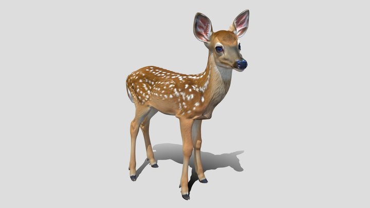 Curious Fawn 3D Model Free – Modello 3D gratuito STL