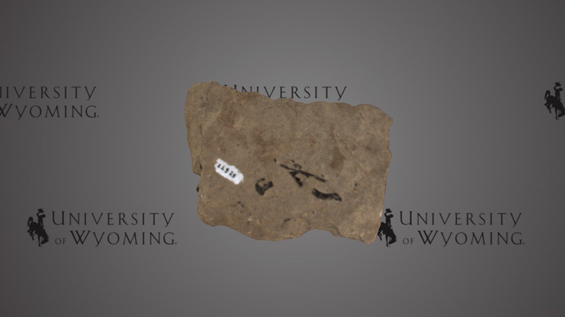 UW 22825 - Aves, Postcranials