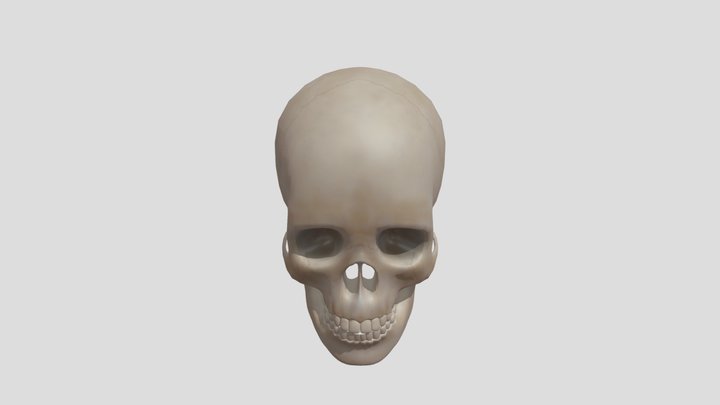 anatomiya scelet head 3D Model