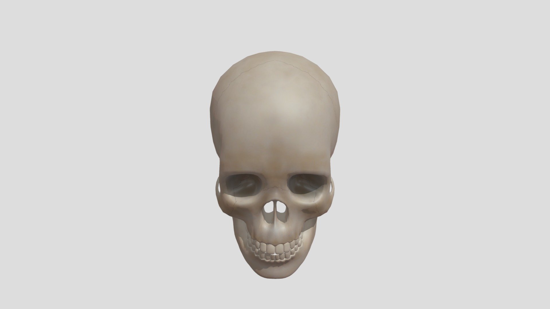 anatomiya scelet head - 3D model by Jasur95 [19d62cc] - Sketchfab