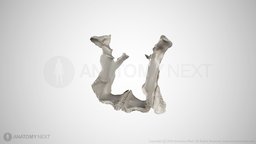 palatine bone palatine bone