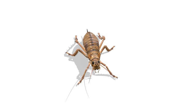 Wētā for Zealandia 3D Model