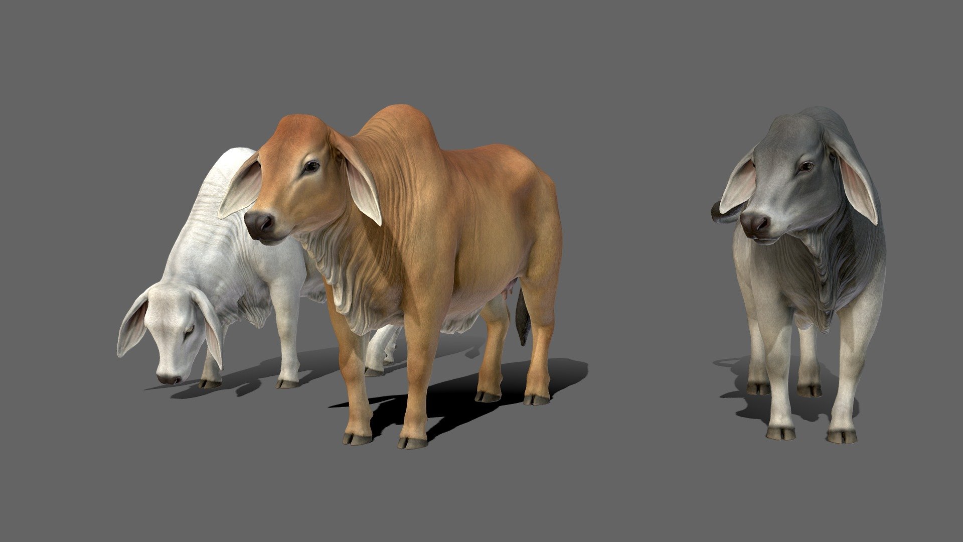 Brahman Cows 3d Model By Reddeer Billl90 [19de101] Sketchfab