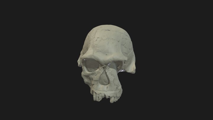 Homo habilis cranium 3D Model
