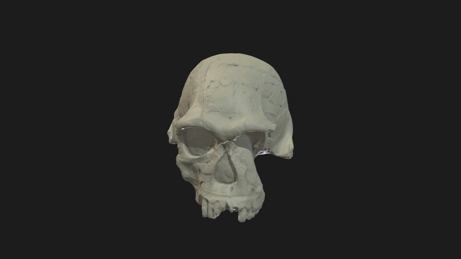 Homo habilis cranium