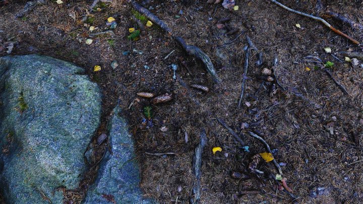 Forest surface – Free 3D Model STL