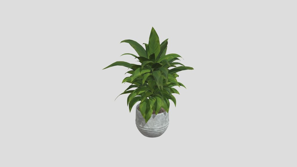 Aspidistra Plant