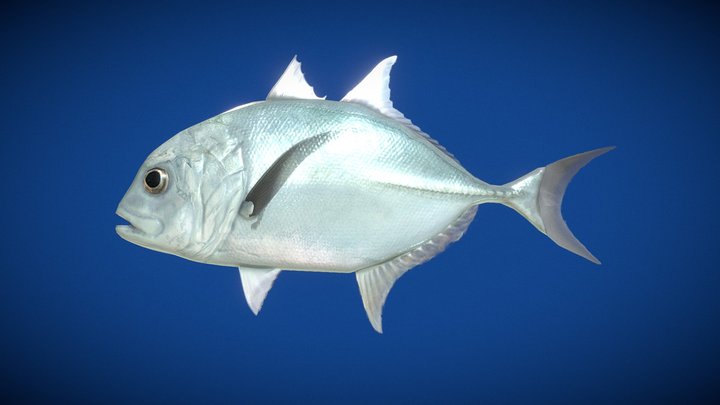 Caranx_ignobilis 3D Model