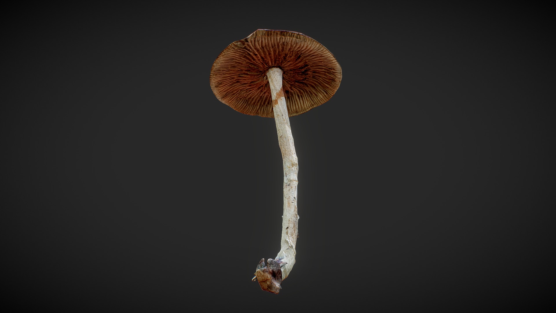 3D model Mushroom 03 - This is a 3D model of the Mushroom 03. The 3D model is about a mushroom with a stem.
