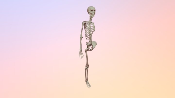 pws skelet af 3D Model