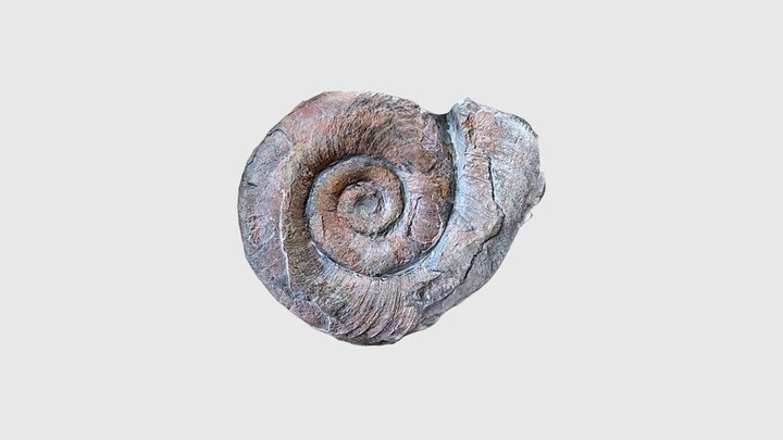 Discoceras borale 3D Model