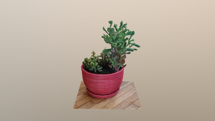 Potted House Plant 3D Model
