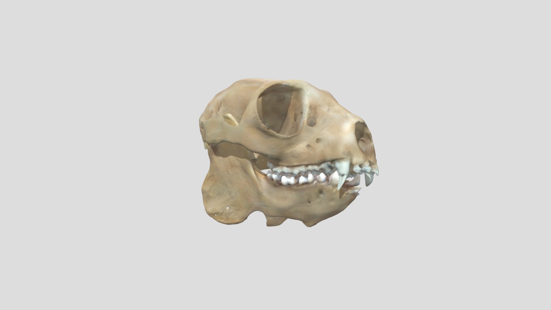 Primate 3
