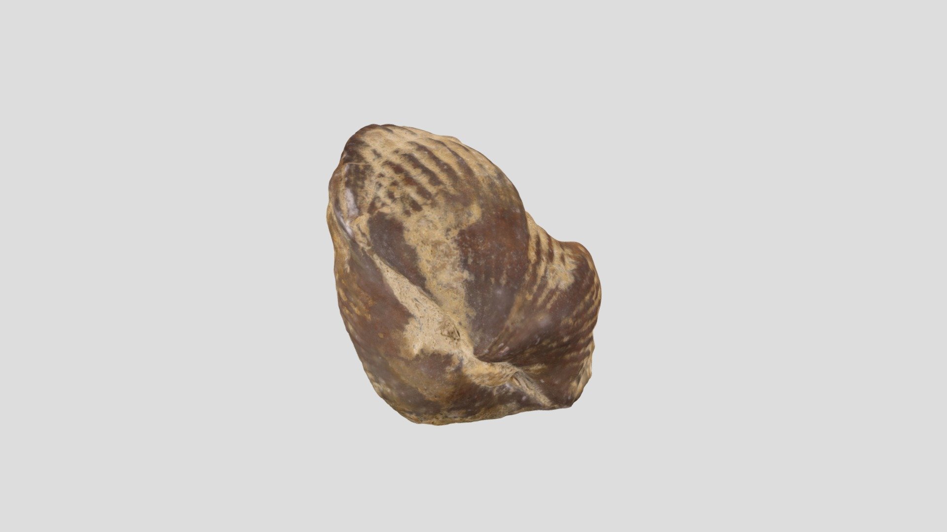 brachiopod