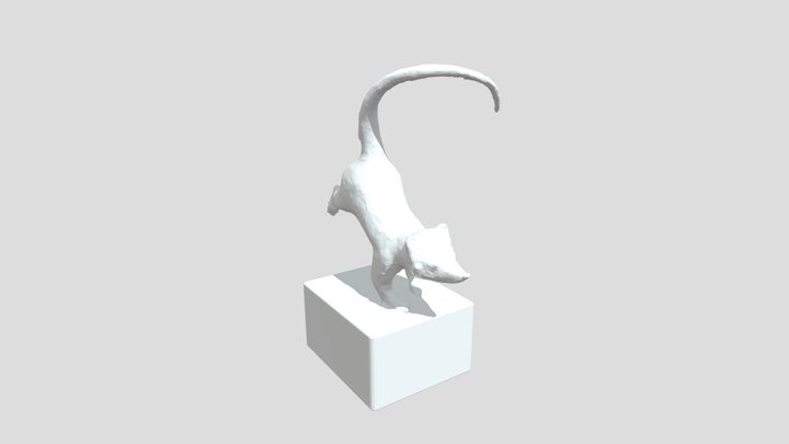 Coati in Gallery 3D Model