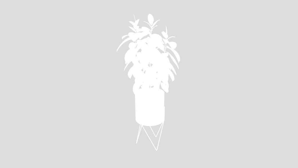 Rubber Ficus Elastica Abidjan Melany