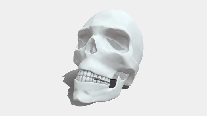 Череп 3D Model
