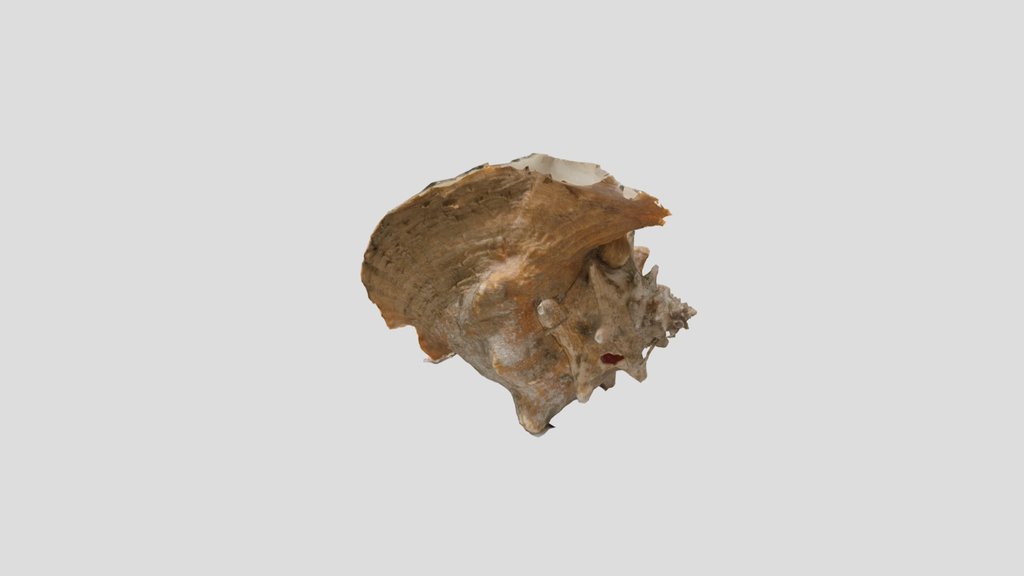 Lowery.conch.2026