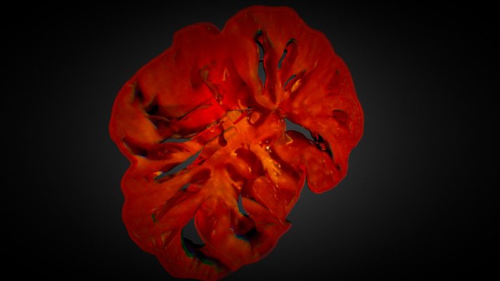 3D Tomato slice generated by photogrammetry 3D Model