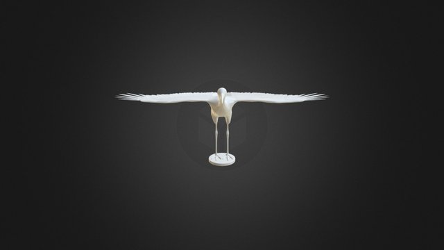 Zwin Museum - Ooievaar - vs002 3D Model