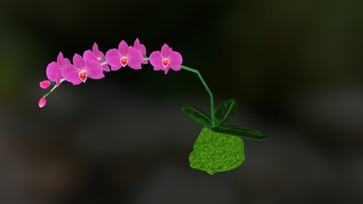 phalaeno.zip 3D Model