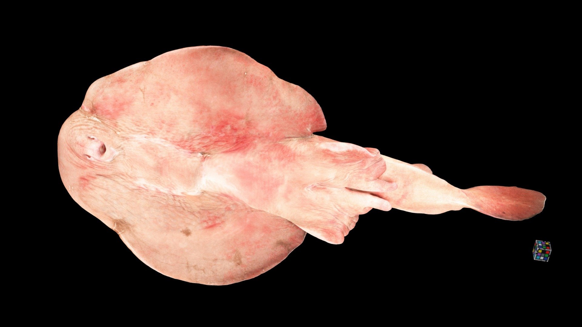 シビレエイ ♂ Japanese Sleeper Ray, Narke japonica