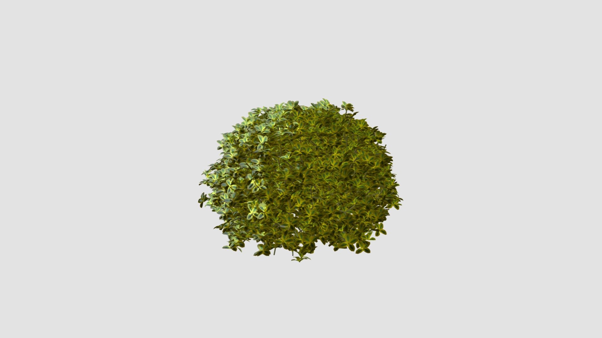 Plant for c4d - Buy Royalty Free 3D model by Evermotion [1a04873 ...