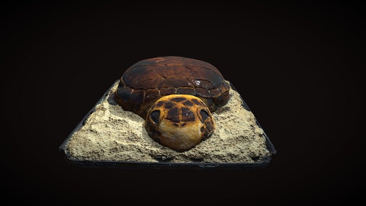 TURTLE CAKE 3D Model