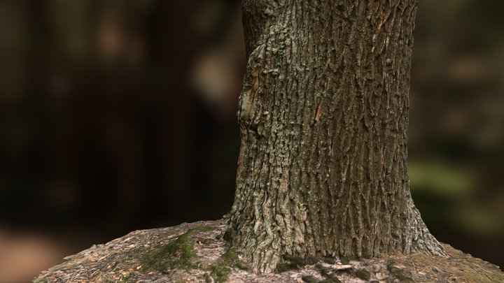 Big Oak 3D Model