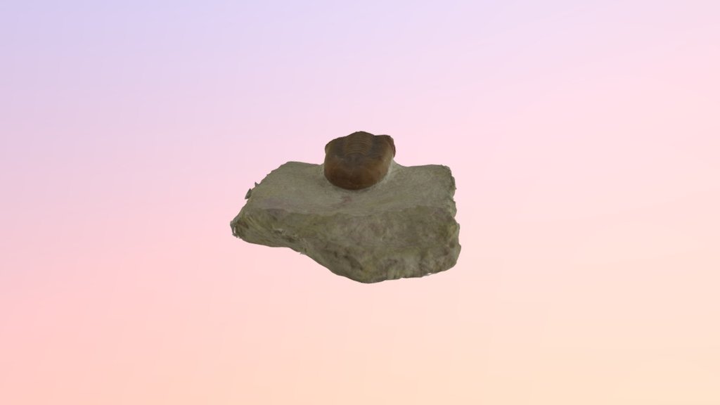 Trilobite No Tagger 3D Mesh