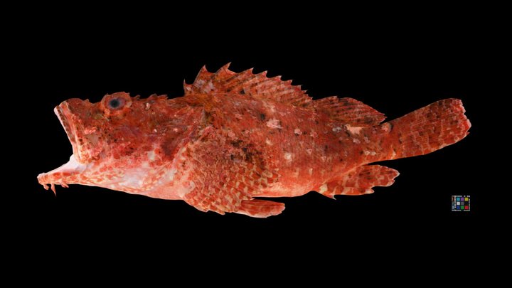 CC0 オニカサゴ 🐟 Weedy Stingfish, S. cirrosa
