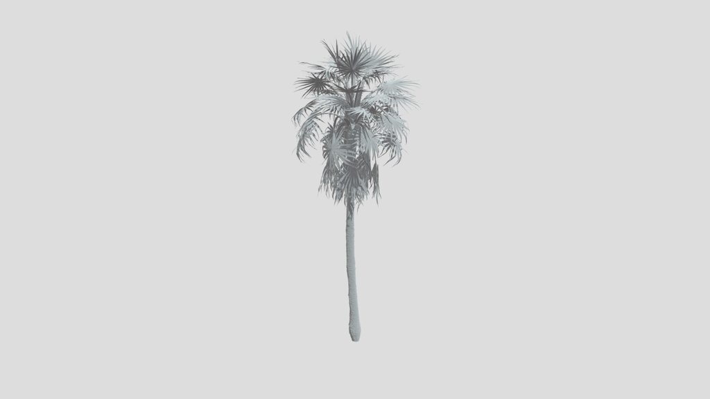 Caraday Palm Medium Var