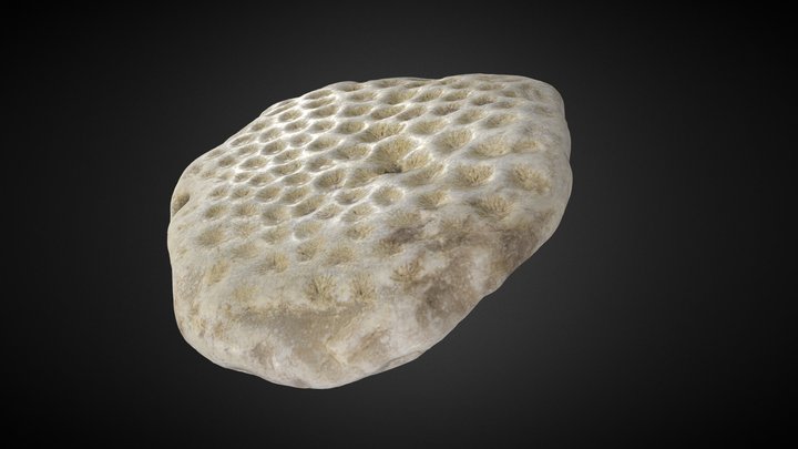 Fossil Stone n°1 3D Model