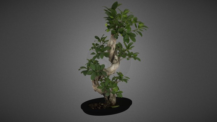 Bonsai 3D Model