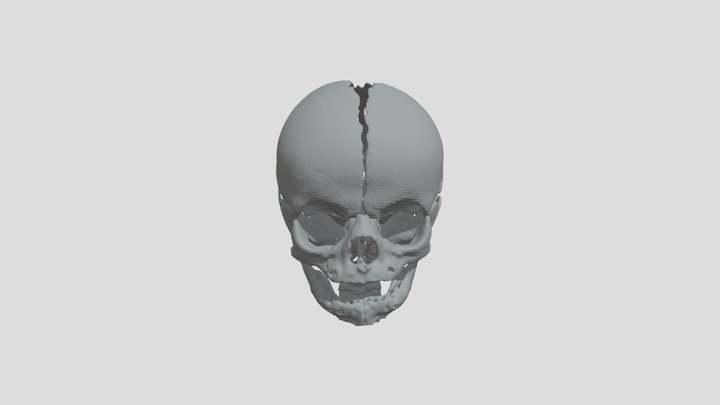 Baby Cranium 3d Nevit Dilmen 3D Model