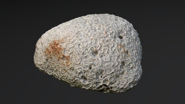 Platygyra sp. skeleton 3D Model