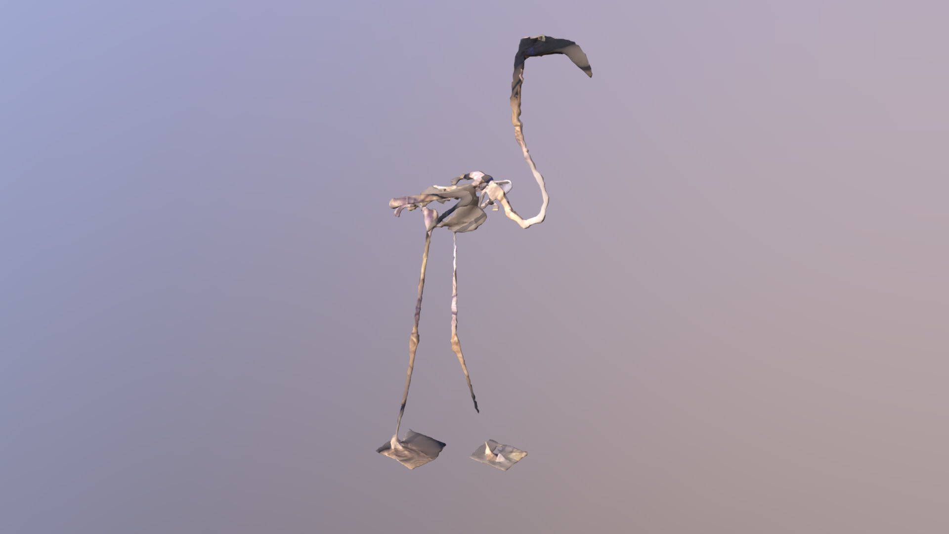 Flamingo Skeleton