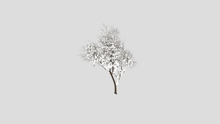 Fruit Tree Prunus Salicina Plum