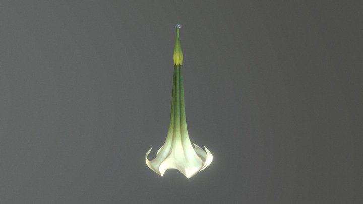 Trumpet Flower 3D Model